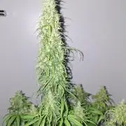 80s Durban Poison - Love of Landrace