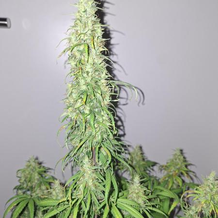 80s Durban Poison - Love of Landrace