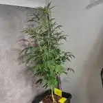 Bruce Banner (Dark Horse)