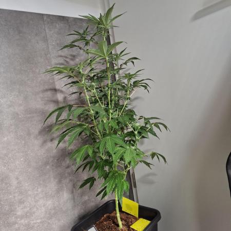 Bruce Banner (Dark Horse)