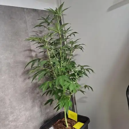 Bruce Banner (Dark Horse)