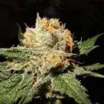 Think Fast - Dutch Passion - first try