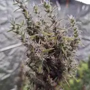 Ivory Coast Landrace - Love of Landrace