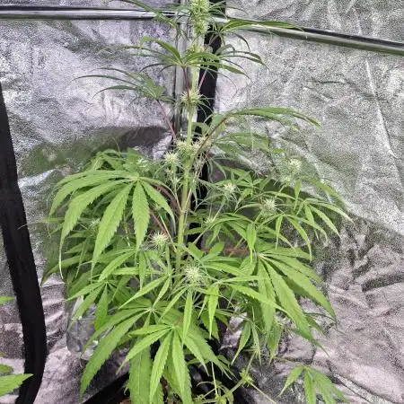 Nigerian Sativa #2 - Love of Landrace