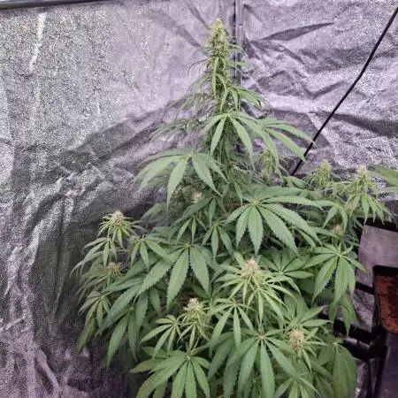 80s Durban Poison - Love of Landrace