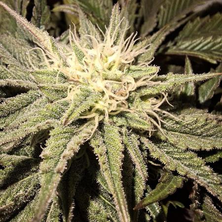 Desfrán - Dutch Passion