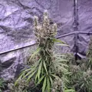 Ivory Coast Landrace - Love of Landrace