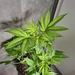 Dutch Passion Master Kush