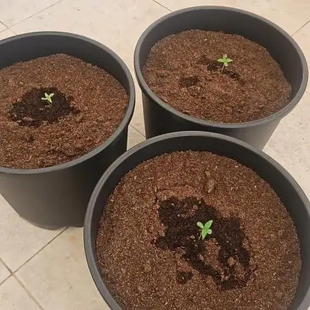 SUPER BOOF AUTO