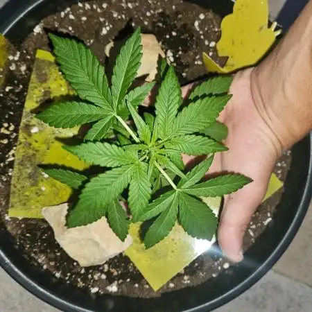 SUPER BOOF AUTO