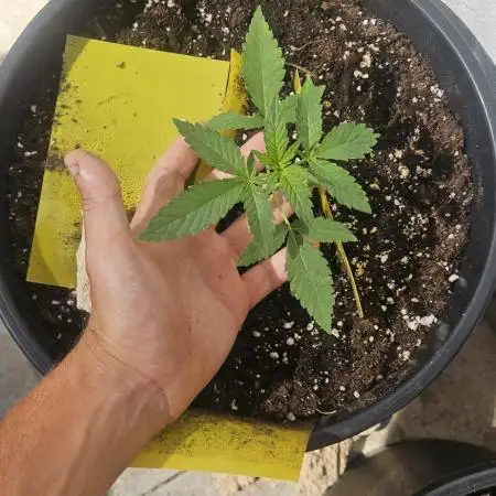 SUPER BOOF AUTO