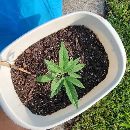 Bag seed