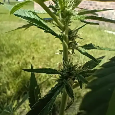Bag seed