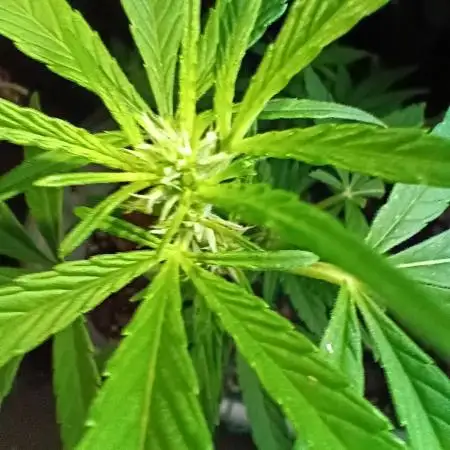 Bag seed