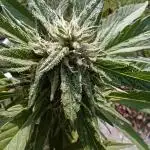 Bag seed