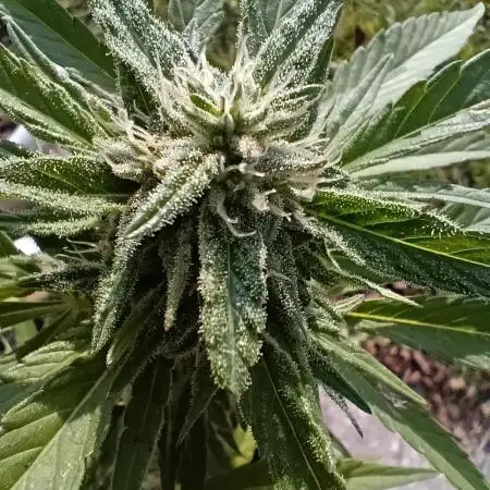 Bag seed