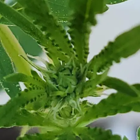 Bag seed