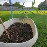 Bag seed