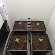 Rainbow Sherbet #11 Feminized - Kannabia