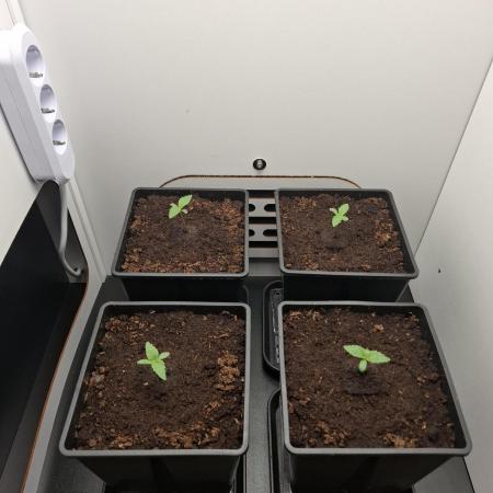 Rainbow Sherbet #11 Feminized - Kannabia