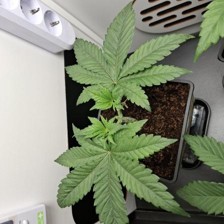 Rainbow Sherbet #11 Feminized - Kannabia