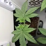 Rainbow Sherbet #11 Feminized - Kannabia