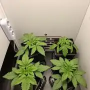 Rainbow Sherbet #11 Feminized - Kannabia