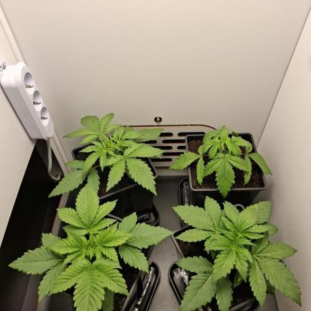 Rainbow Sherbet #11 Feminized - Kannabia