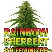 Rainbow Sherbet #11 Feminized - Kannabia