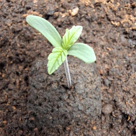 Rainbow Sherbet #11 Feminized - Kannabia