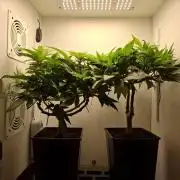 Rainbow Sherbet #11 Feminized - Kannabia