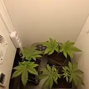 Rainbow Sherbet #11 Feminized - Kannabia