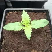 Rainbow Sherbet #11 Feminized - Kannabia