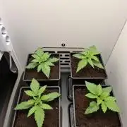 Rainbow Sherbet #11 Feminized - Kannabia