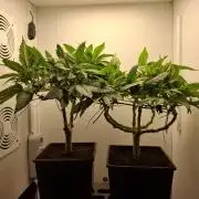 Rainbow Sherbet #11 Feminized - Kannabia