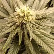 Rainbow Sherbet #11 Feminized - Kannabia