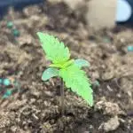 Girl Scout cookies, bag seed