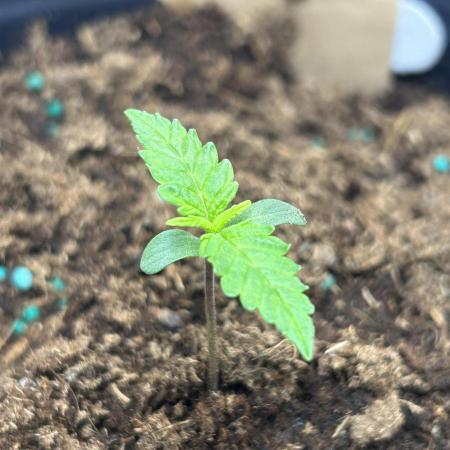 Girl Scout cookies, bag seed