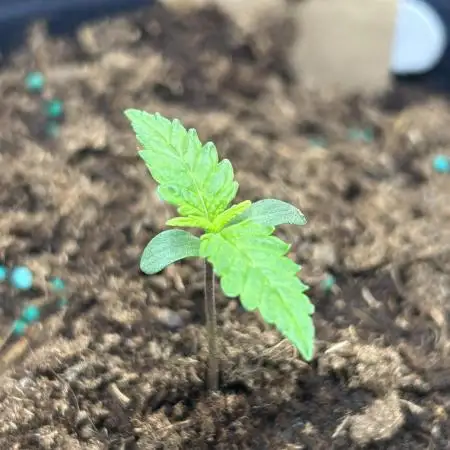 Girl Scout cookies, bag seed