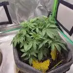 Sweet Seeds 2 autos