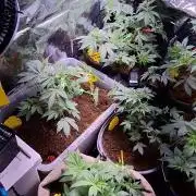 Mix indoor Grow
