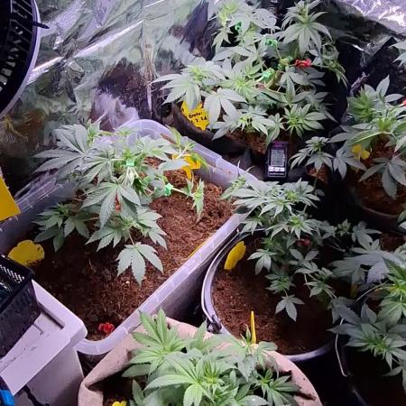 Mix indoor Grow