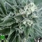 SOur Strawberry
