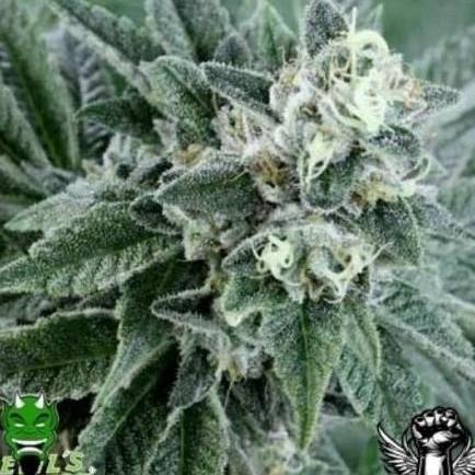 SOur Strawberry