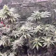 Mix indoor Grow