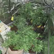 Mix indoor Grow