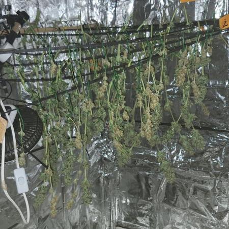 Mix indoor Grow