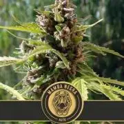 Mamba Negra first auto