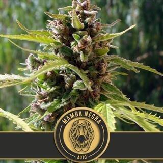 Mamba Negra  first auto