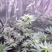 Mix indoor Grow